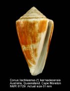 Conus lischkeanus (f) kermadecensis
